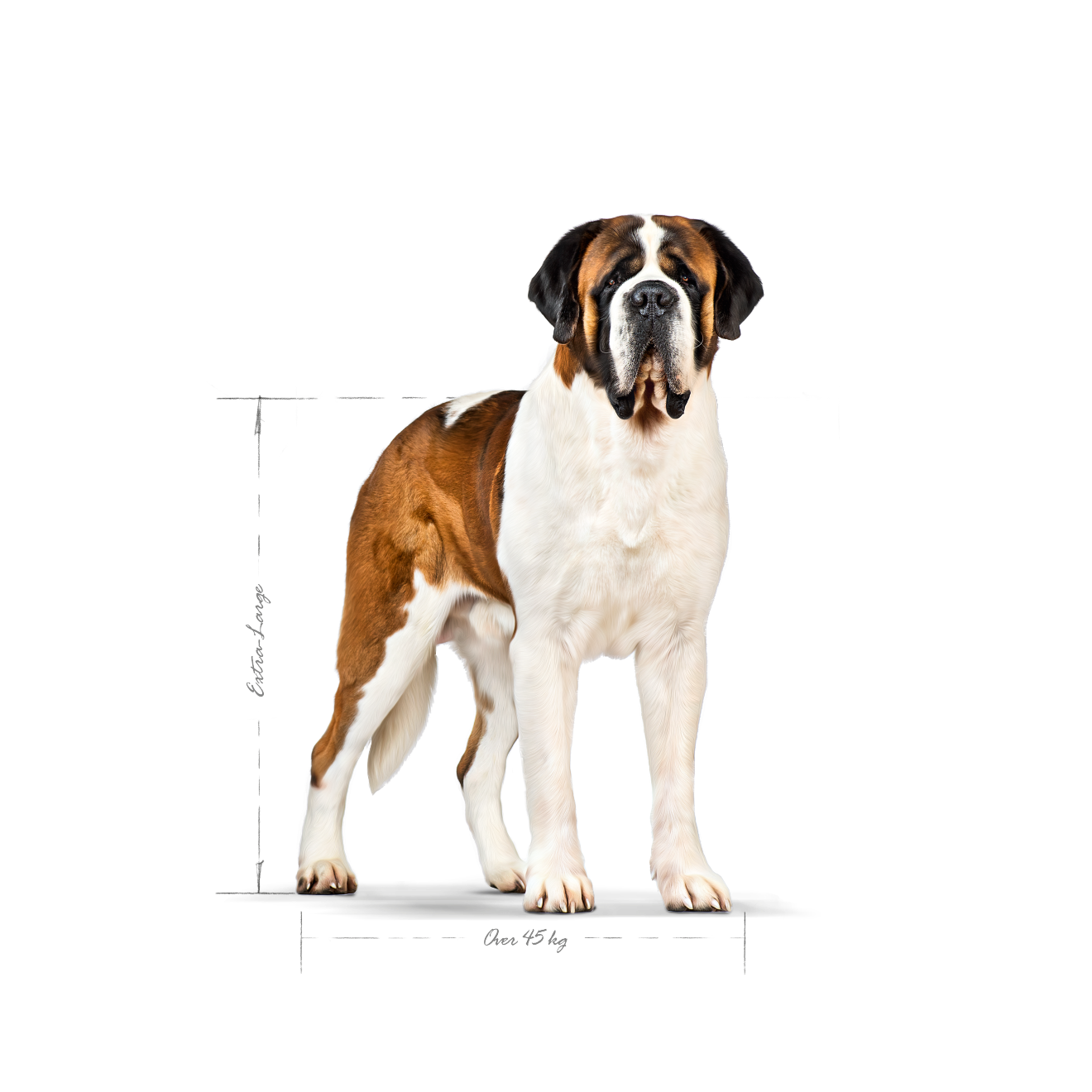 Giant Adult | Royal Canin AU