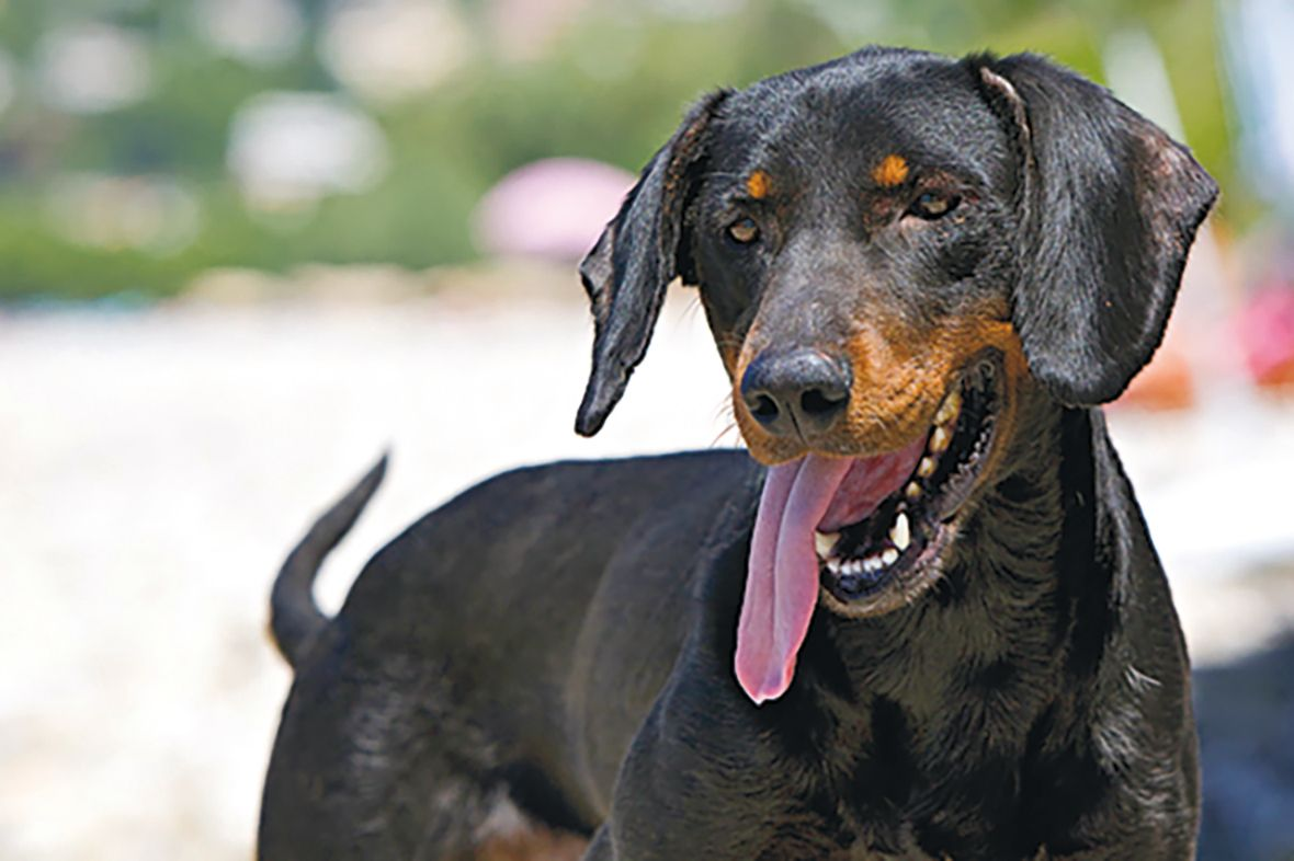 Close-up of Montenegrin Mountain Hound with tounge out