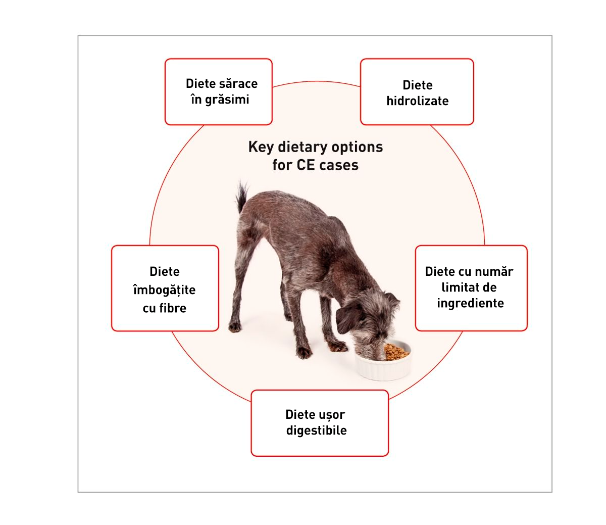 Multiple dietary strategies are marketed towards patients with GI disease. The five that are most commonly utilized include: (I) low-fat diets, (II) fiber-fortified diets, (III) easily digestible diets, (IV) limited-ingredient diets, and (V) hydrolyzed diets. Each diet category should be utilized in the specific areas of chronic enteropathies where they are most likely to exhibit a benefit to the animal.