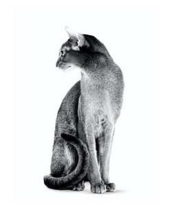 abyssinian adult