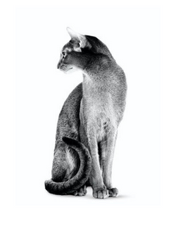 Abyssinian adult