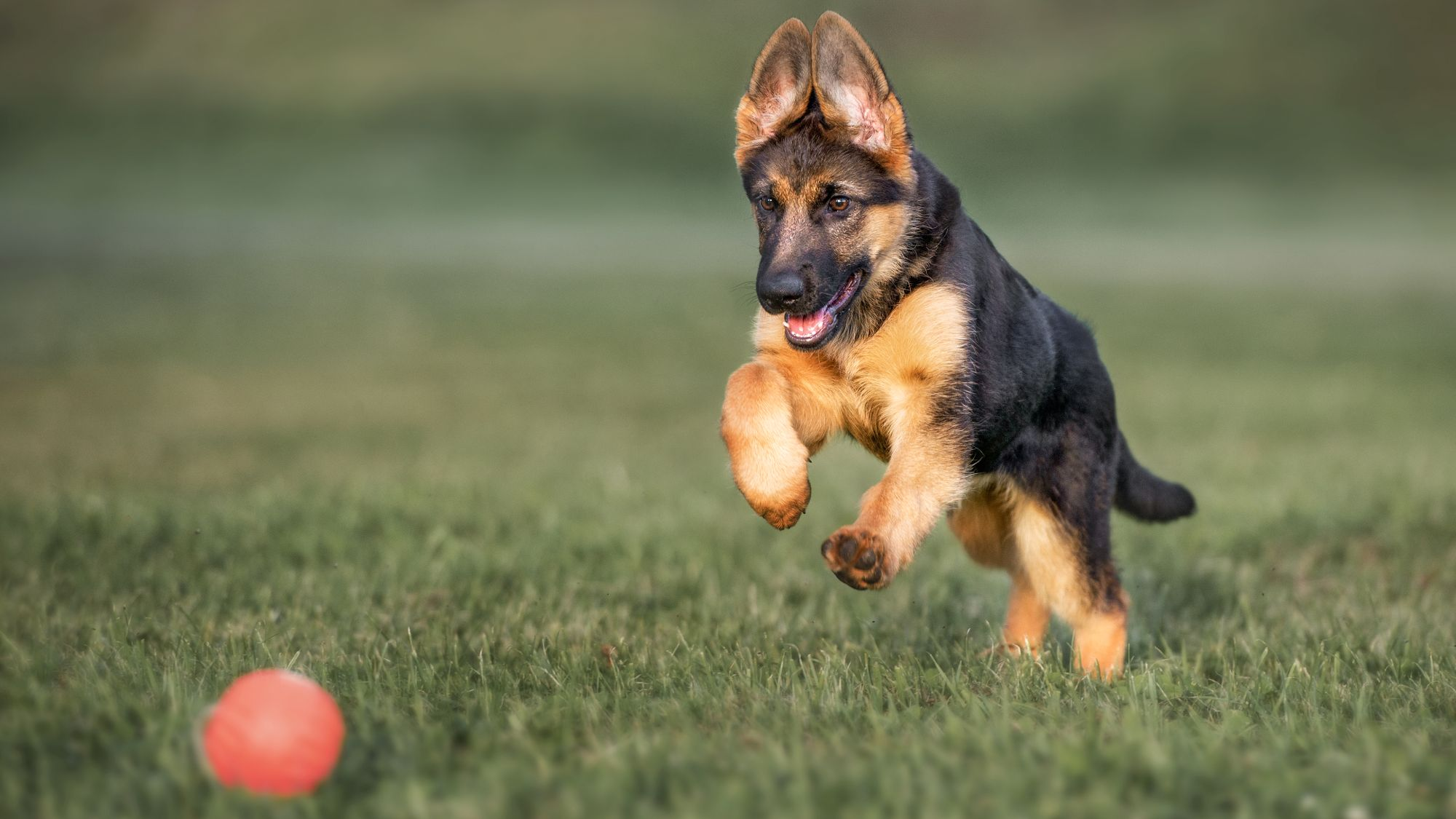 German shepherd puppy chasing after a ball outdoors