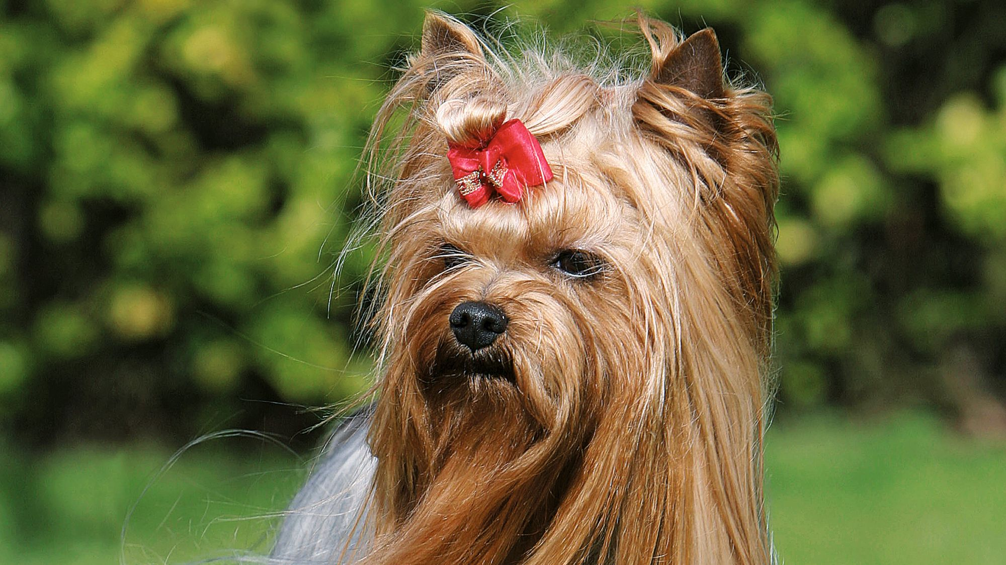 Yorkshire Terrier with red bow standing on stone wall