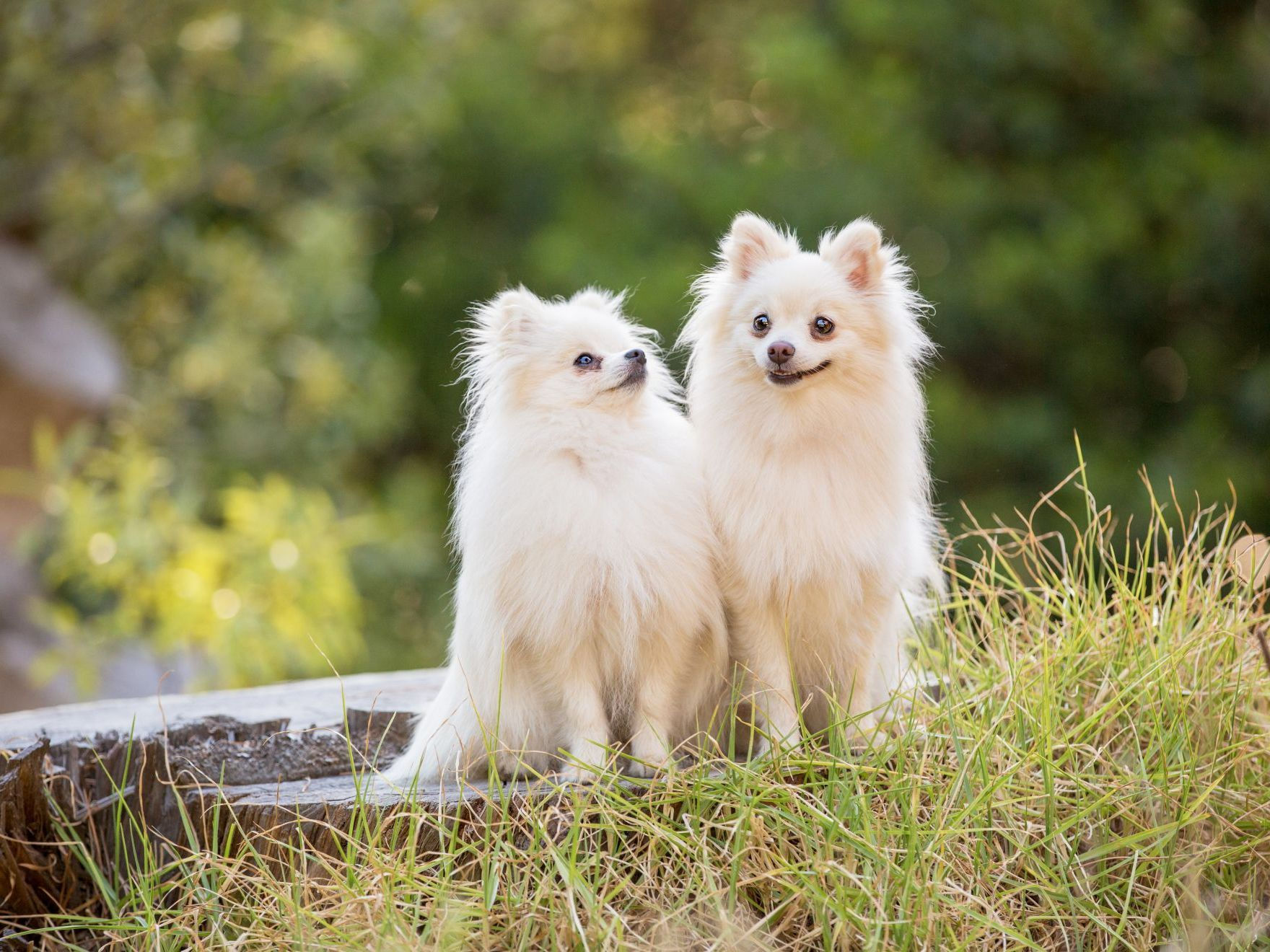 Deux chihuahuas blancs à poil long dans la forêt.