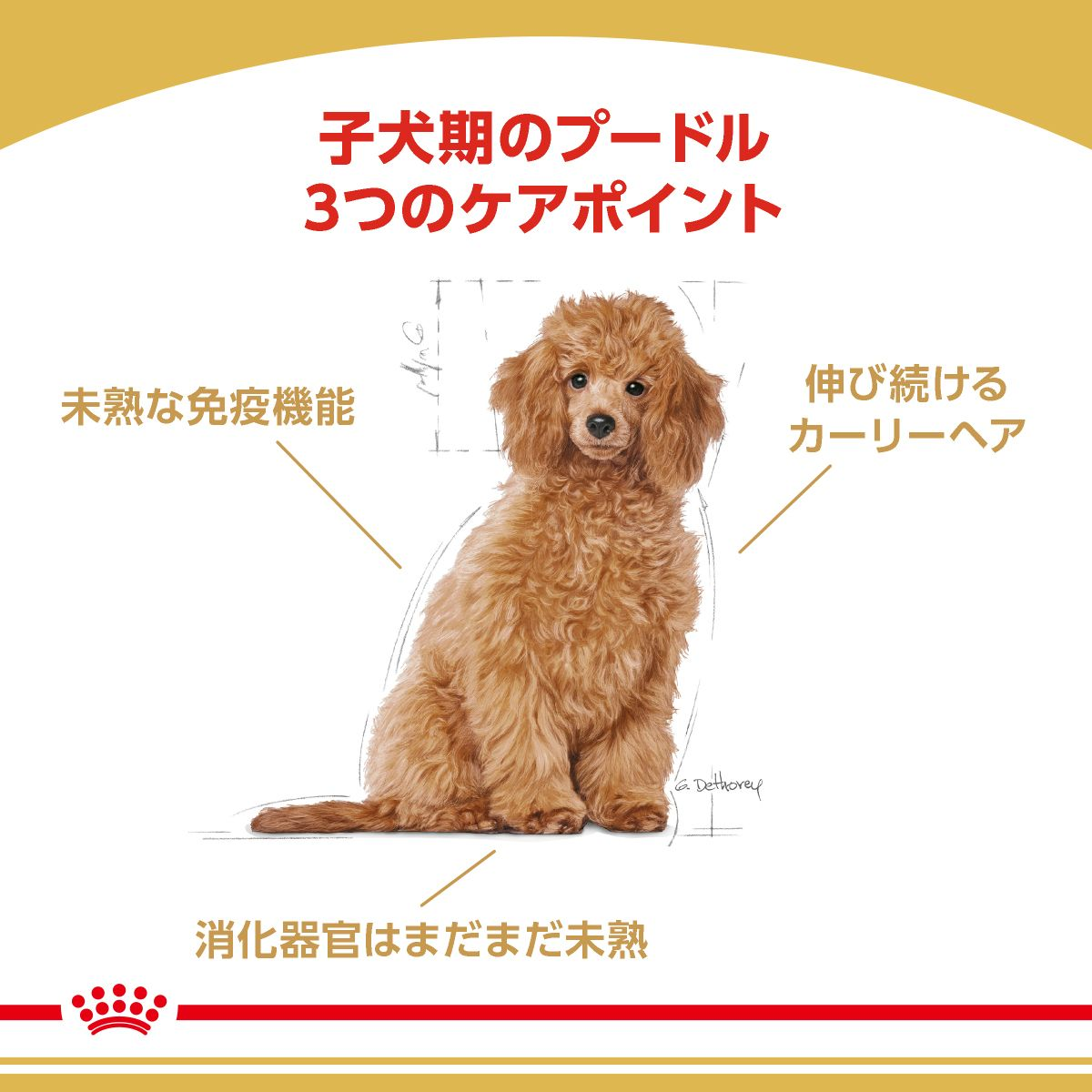 プードル 子犬用