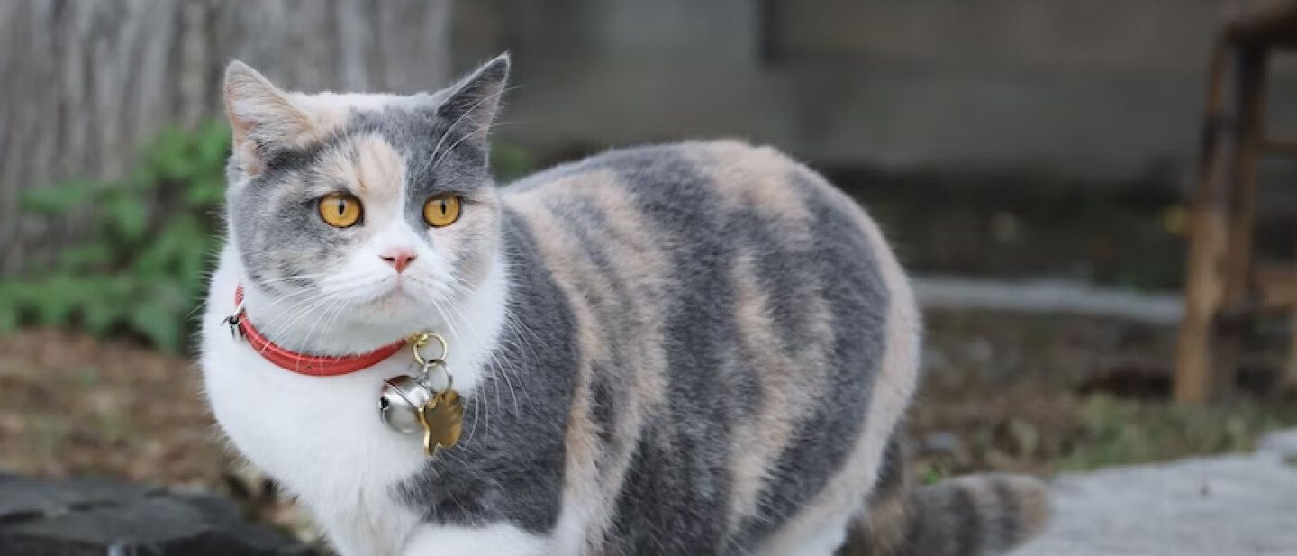 胖貓甩肉怎麼做？學會貓咪減肥4步驟！讓貓咪健康陪伴我