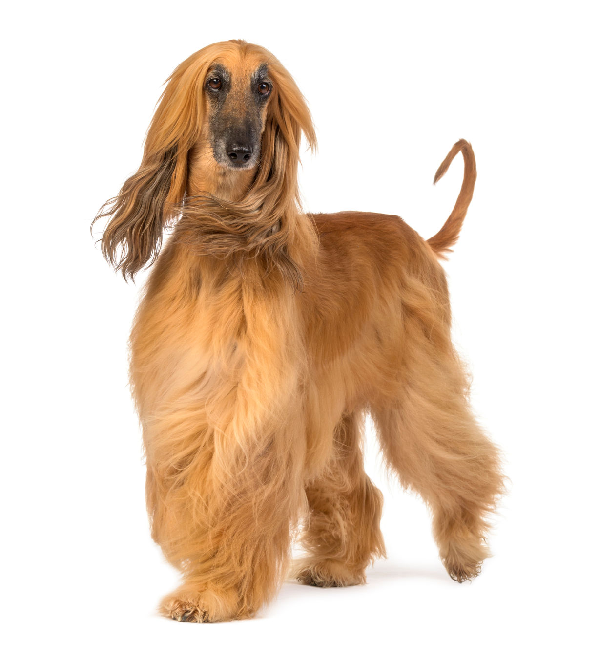 Afghan Hound adult standing