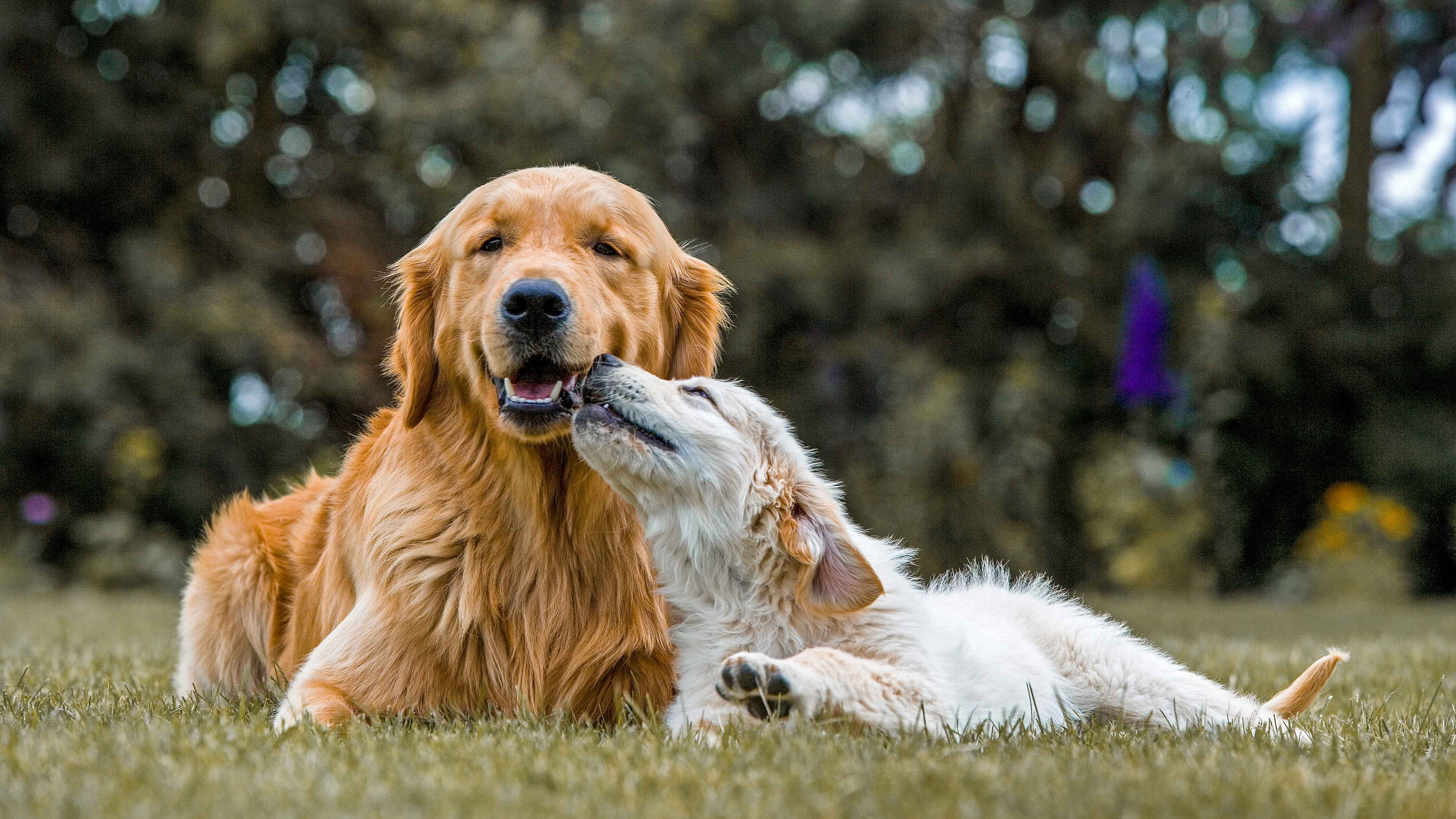 Puppy and adult Golden Retrievers lying down outdoors in grass