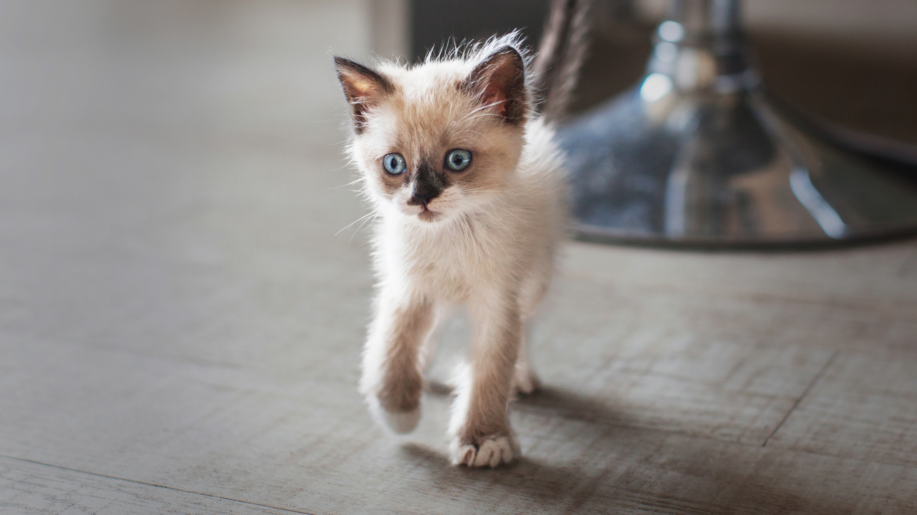 Sacred Birman kitten walking in a kitchen