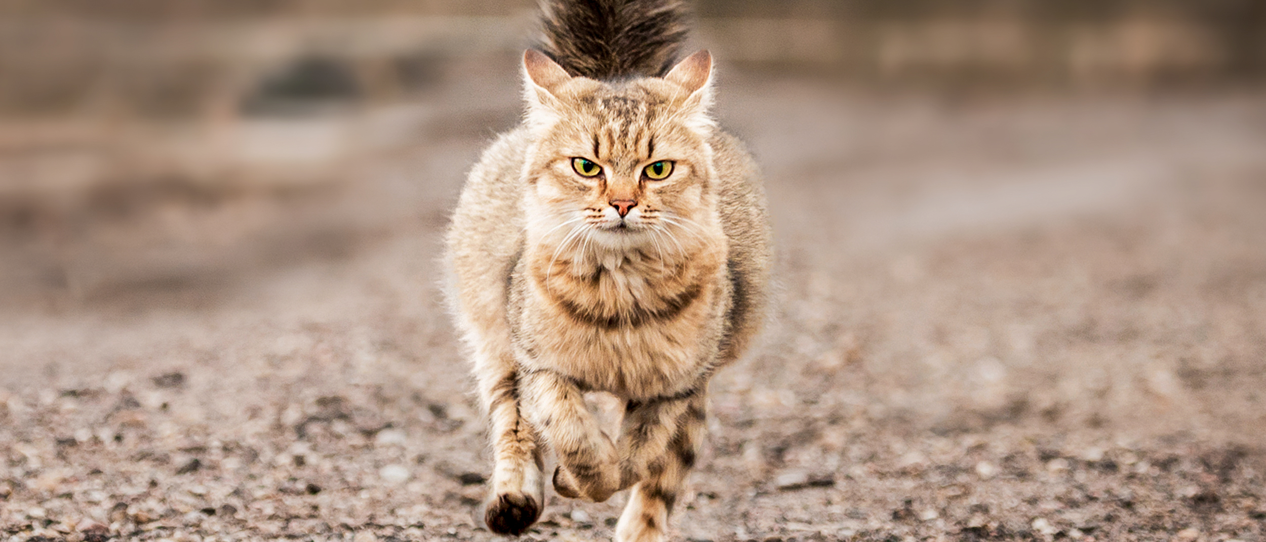 Gato adulto corriendo al aire libre sobre grava.