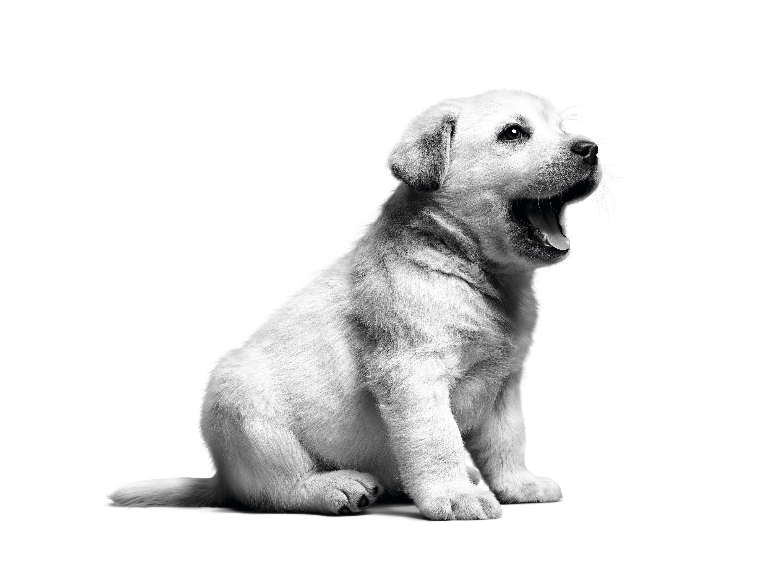 Labrador Retriever puppy in black and white 