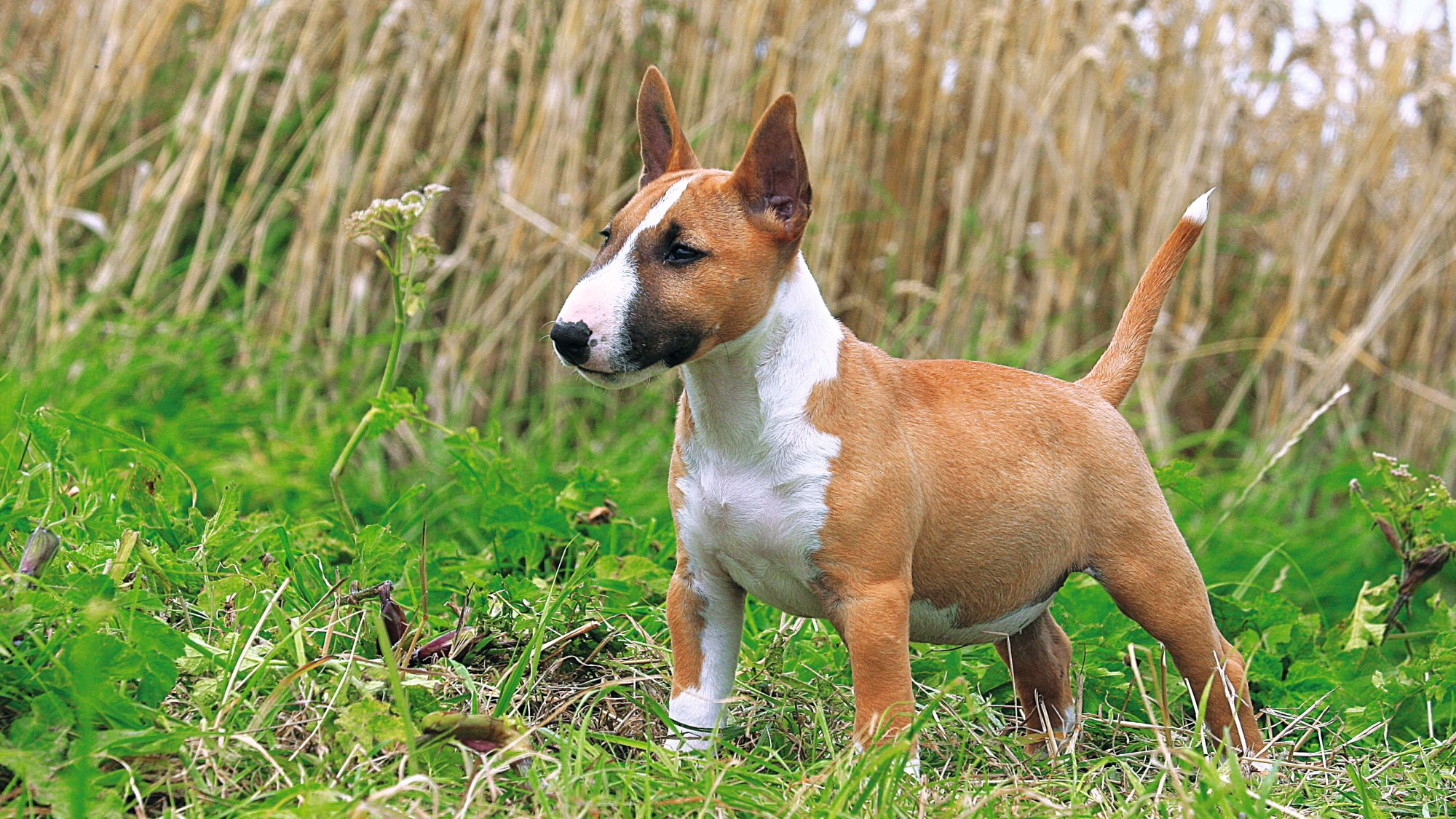 Bullterrier står i gräset