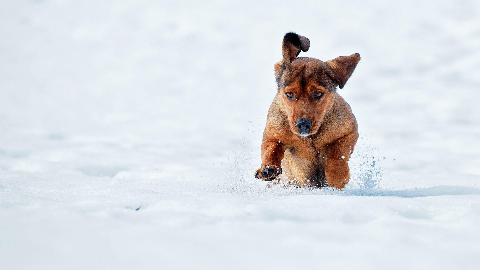 Alpine Dachsbracke puppy bounding through snow