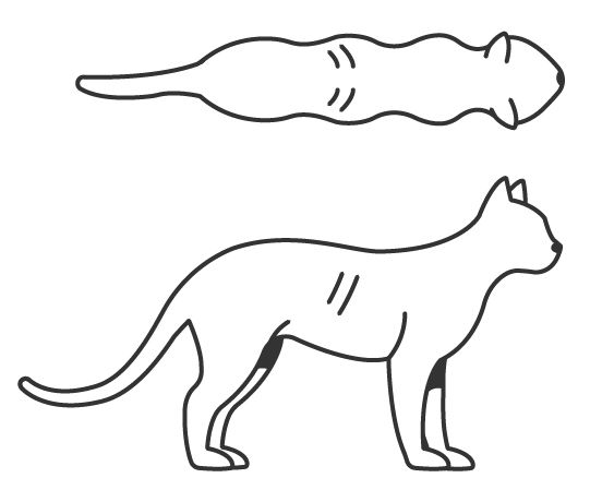 Illustration of a cat body condition score 3