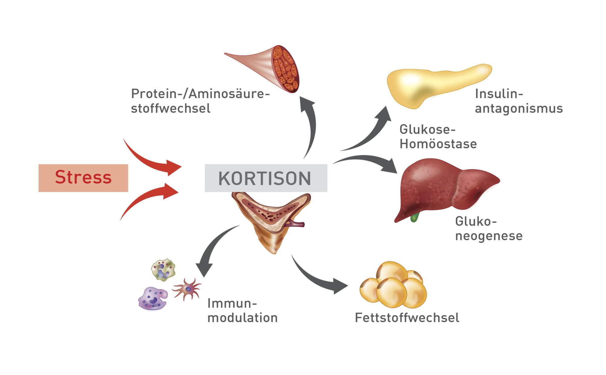 Wirkungen endogener Glukokortikoide (Kortisol) auf verschiedene Gewebe