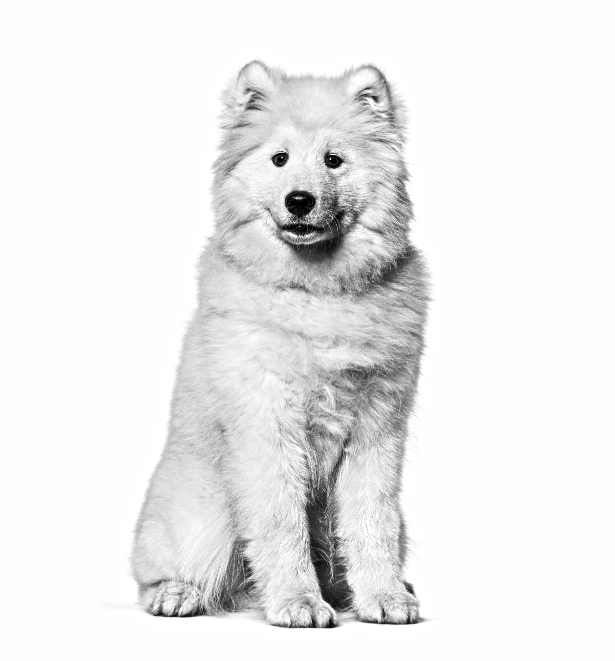 Samoyed sitting facing camera in black and white