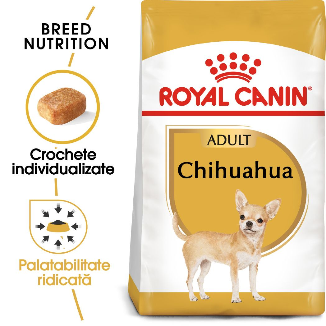 Chihuahua Adult