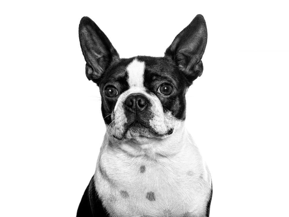 Black and white portrait of sitting Boston Terrier