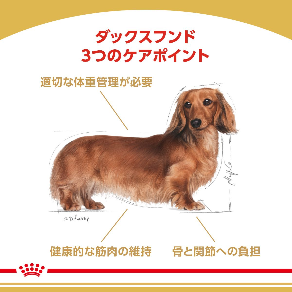 ダックスフンド 成犬用