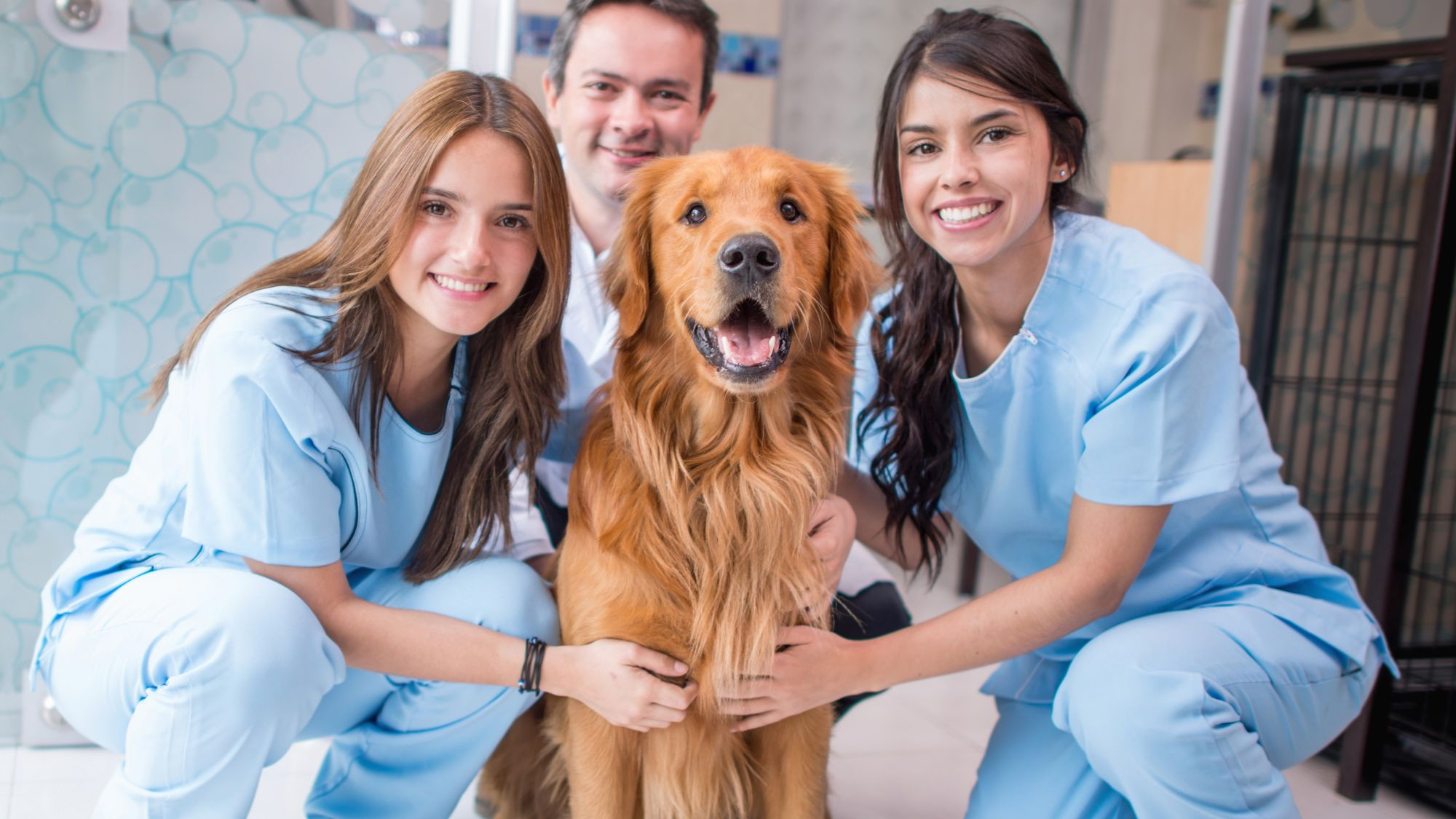 Team of Vet Nurses around dog 