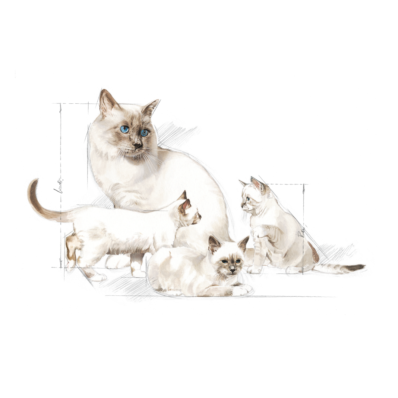 Royal canin store babycat milk 300g