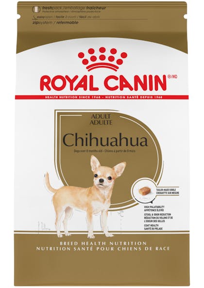 Chihuahua_Adult_1
