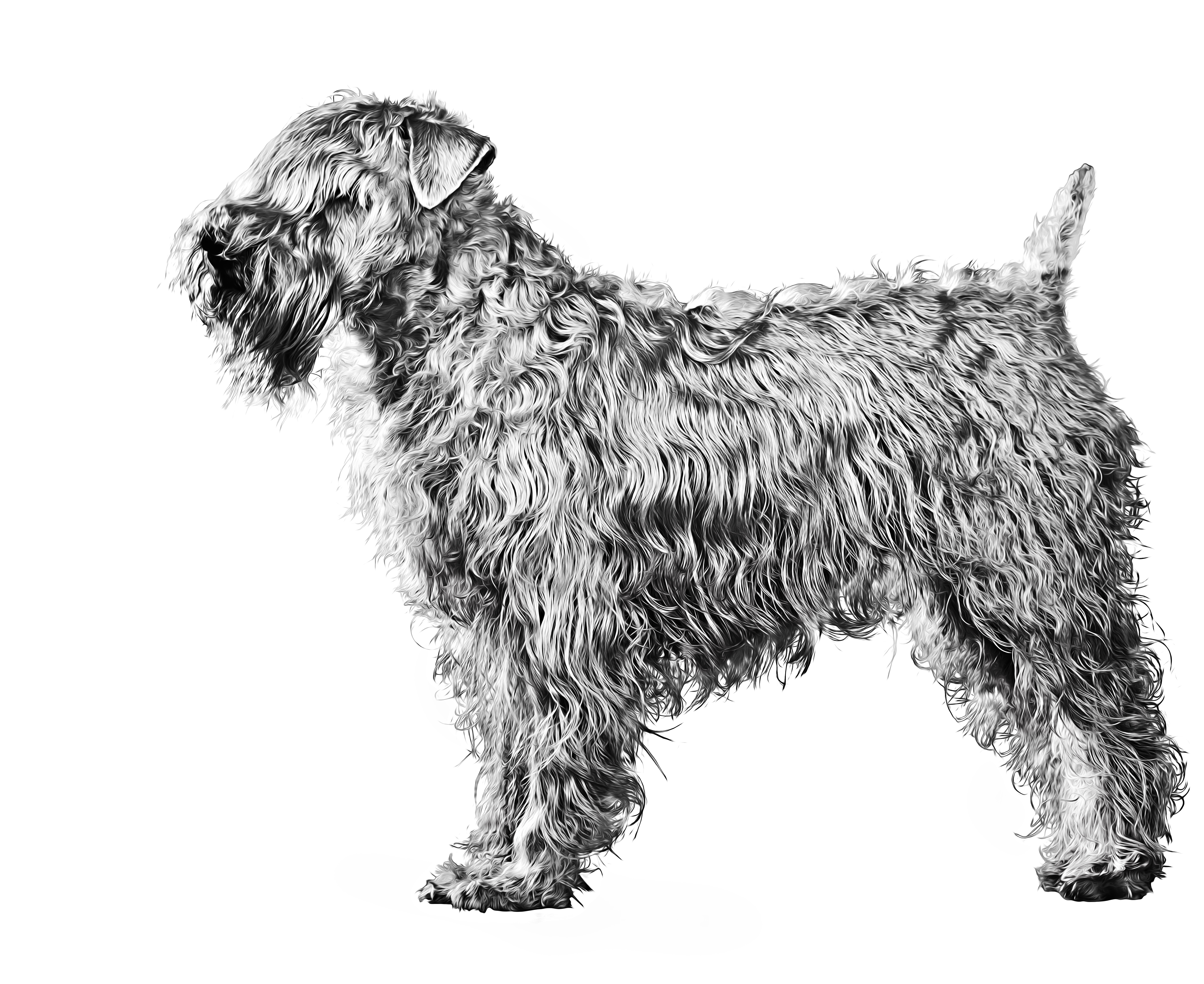 Irish soft coated outlet wheaten terrier