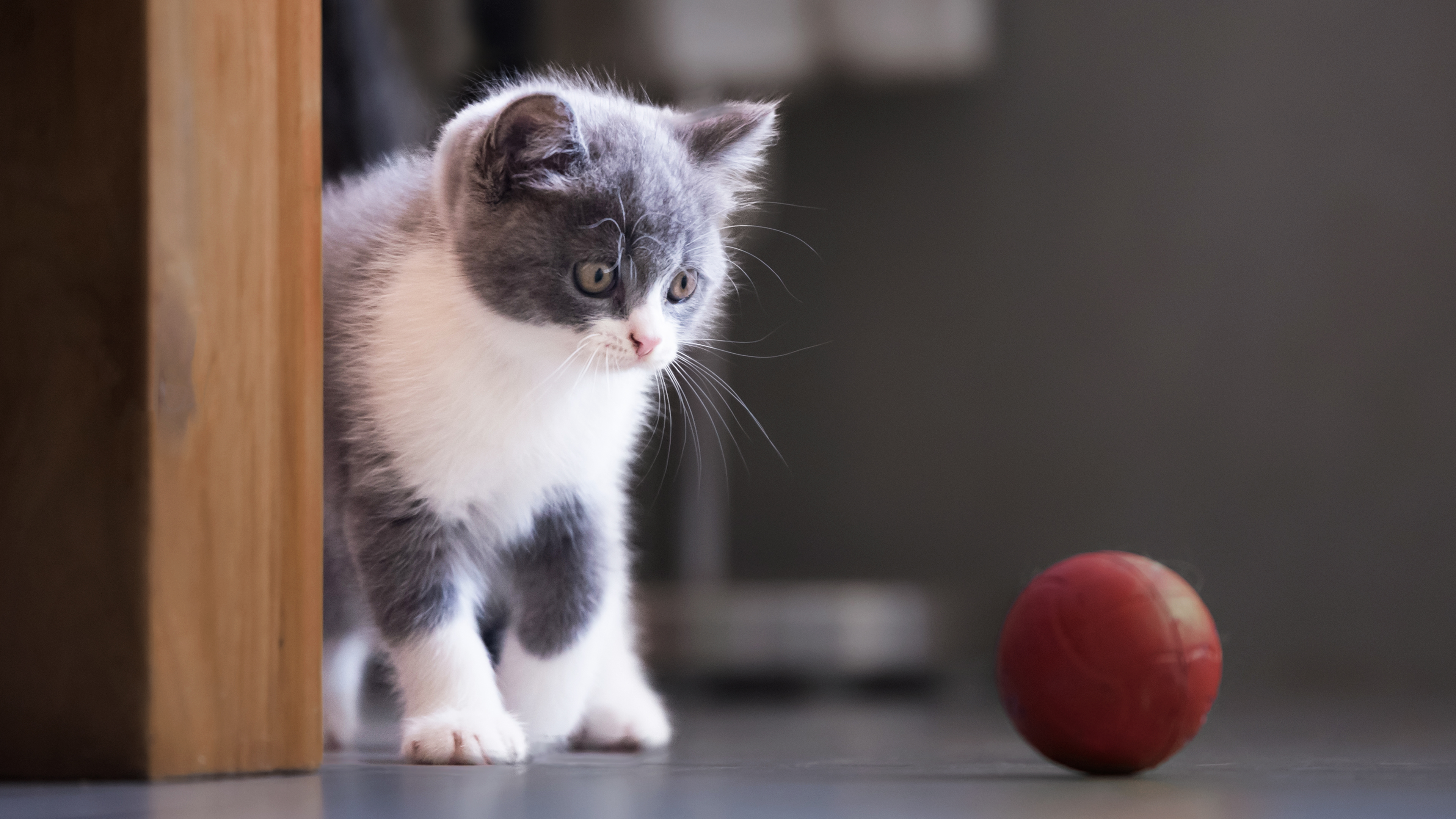 Grey and white kitten playing indoors with a red ball