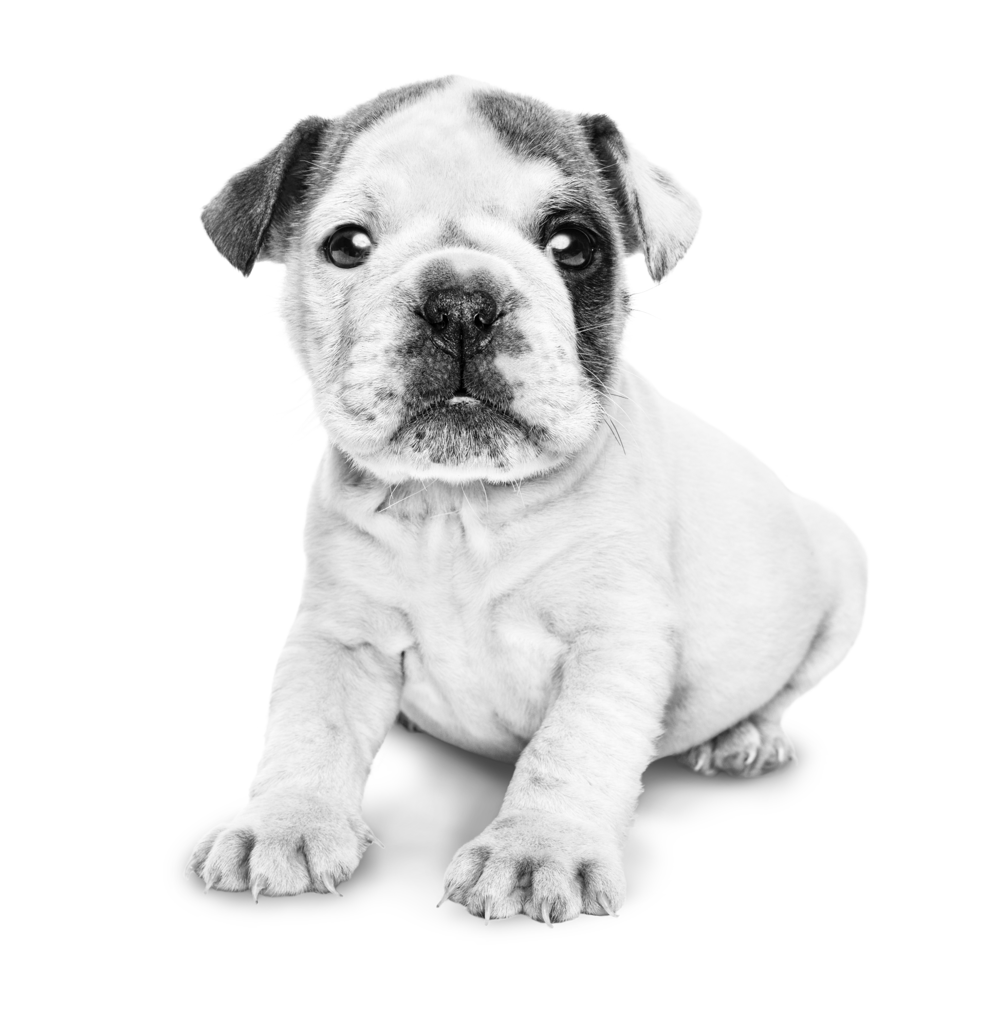 Royal canin best sale puppy english bulldog