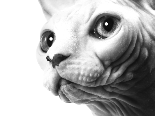 Retrato en blanco y negro de un gato Sphinx tomado de costado