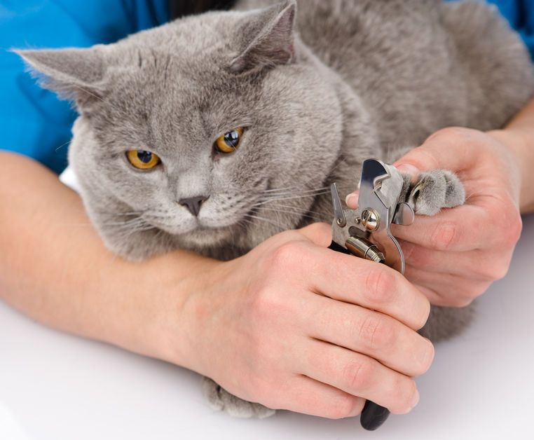 Как правильно подстричь когти кошке в домашних условиях: пошаговая инструкция