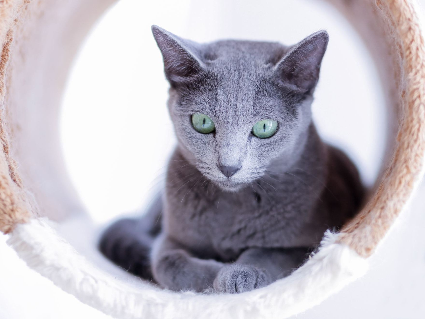 Blauwe Rus kat ontspant zich in de zon