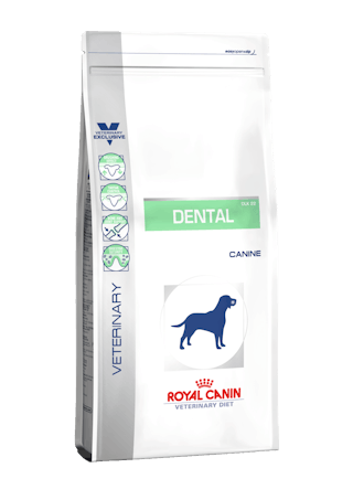 Dental Canine