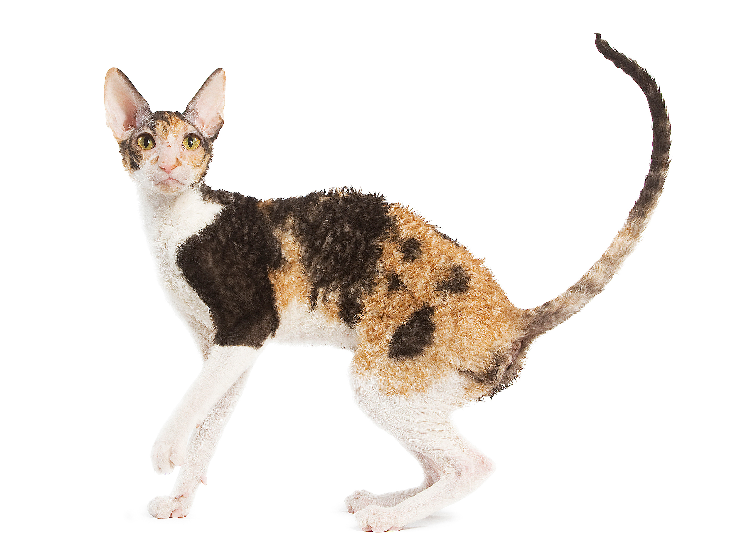 Cornish rex black and white