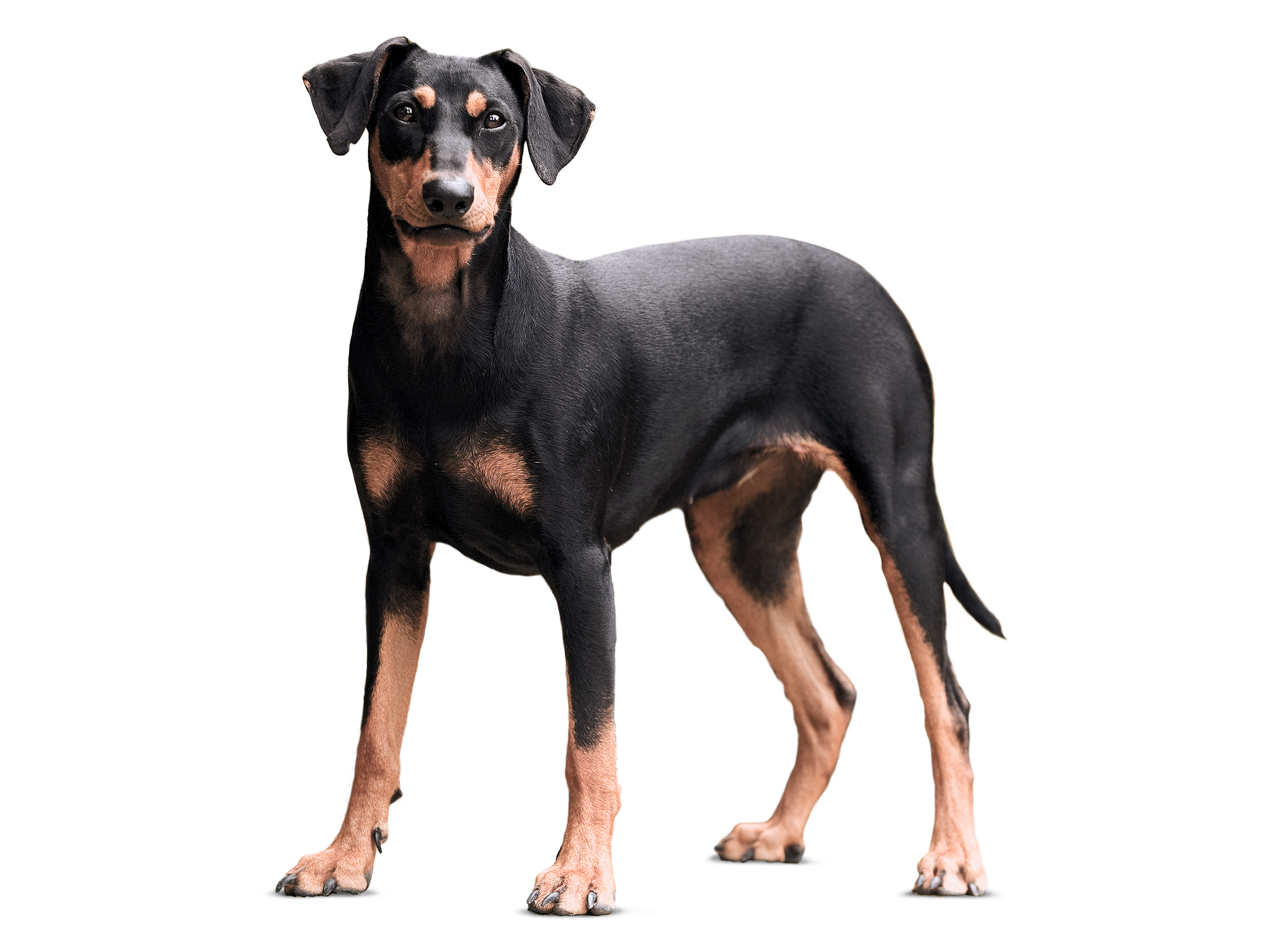 German pinscher adult black and white