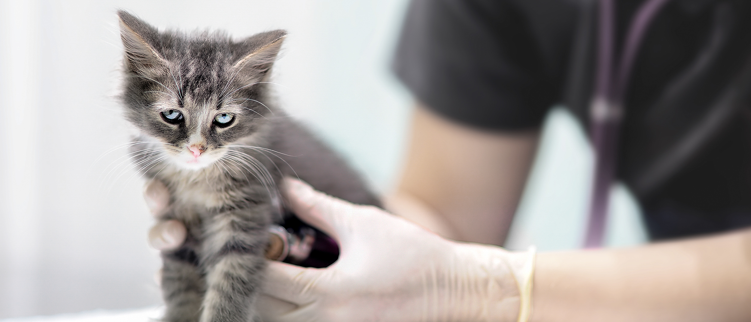 Chaton en position assise sur une table d'examen en train d'être examiné par un vétérinaire.