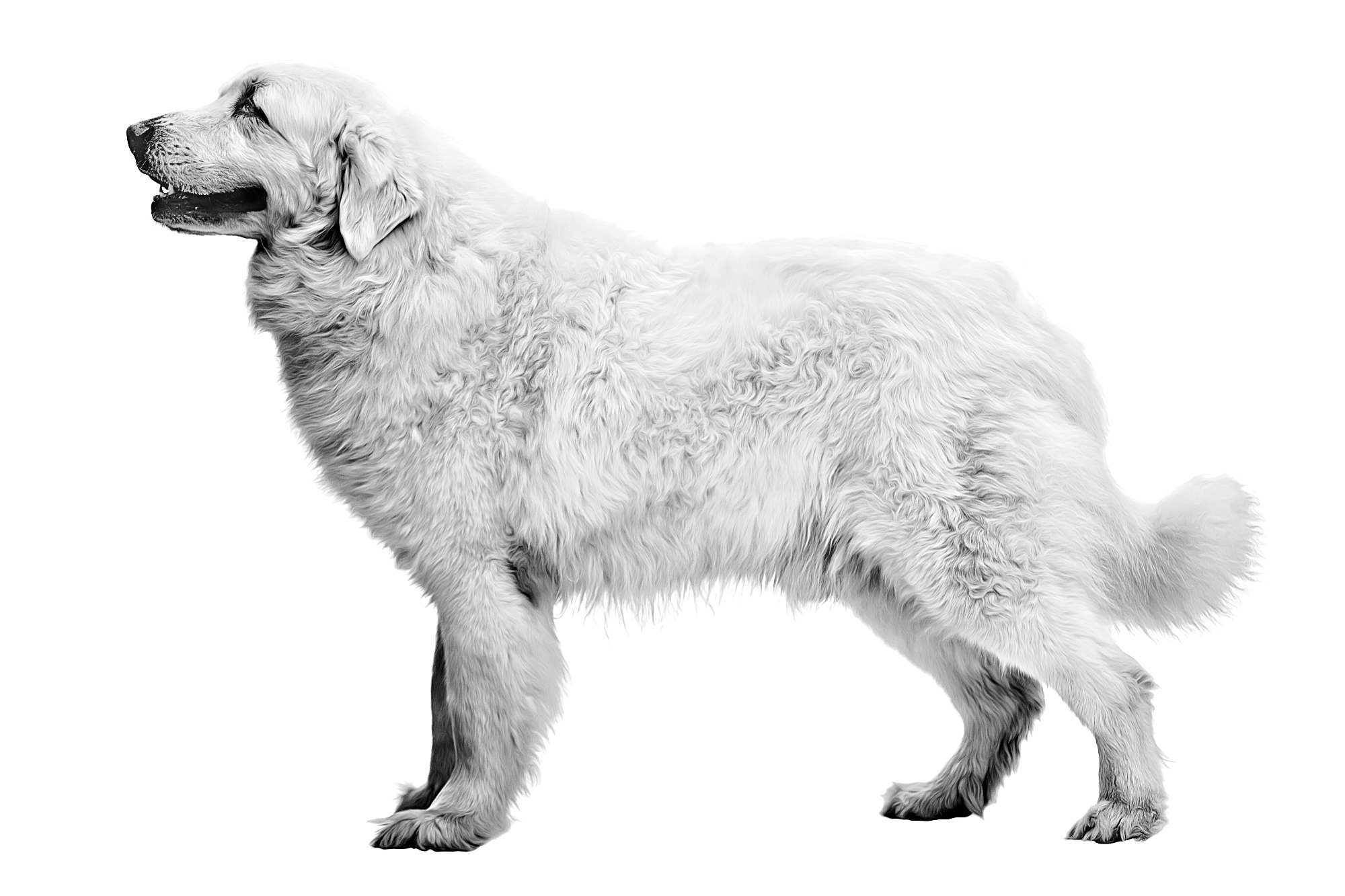Cane da Pastore di Tatra adulto in bianco e nero