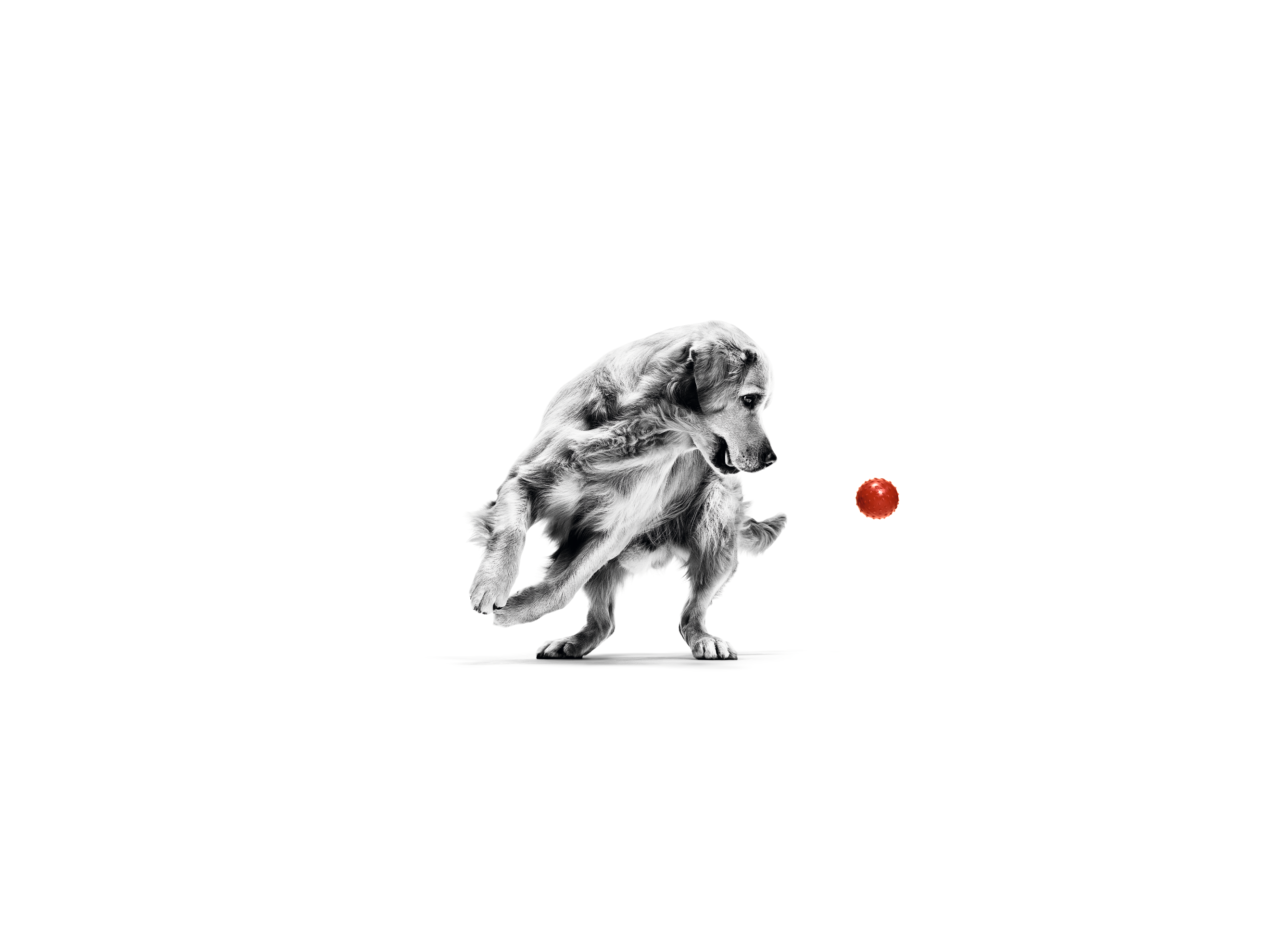 Ein ausgewachsener Golden Retriever in Schwarzweiß spielt vor weißem Hintergrund mit einem roten Ball.