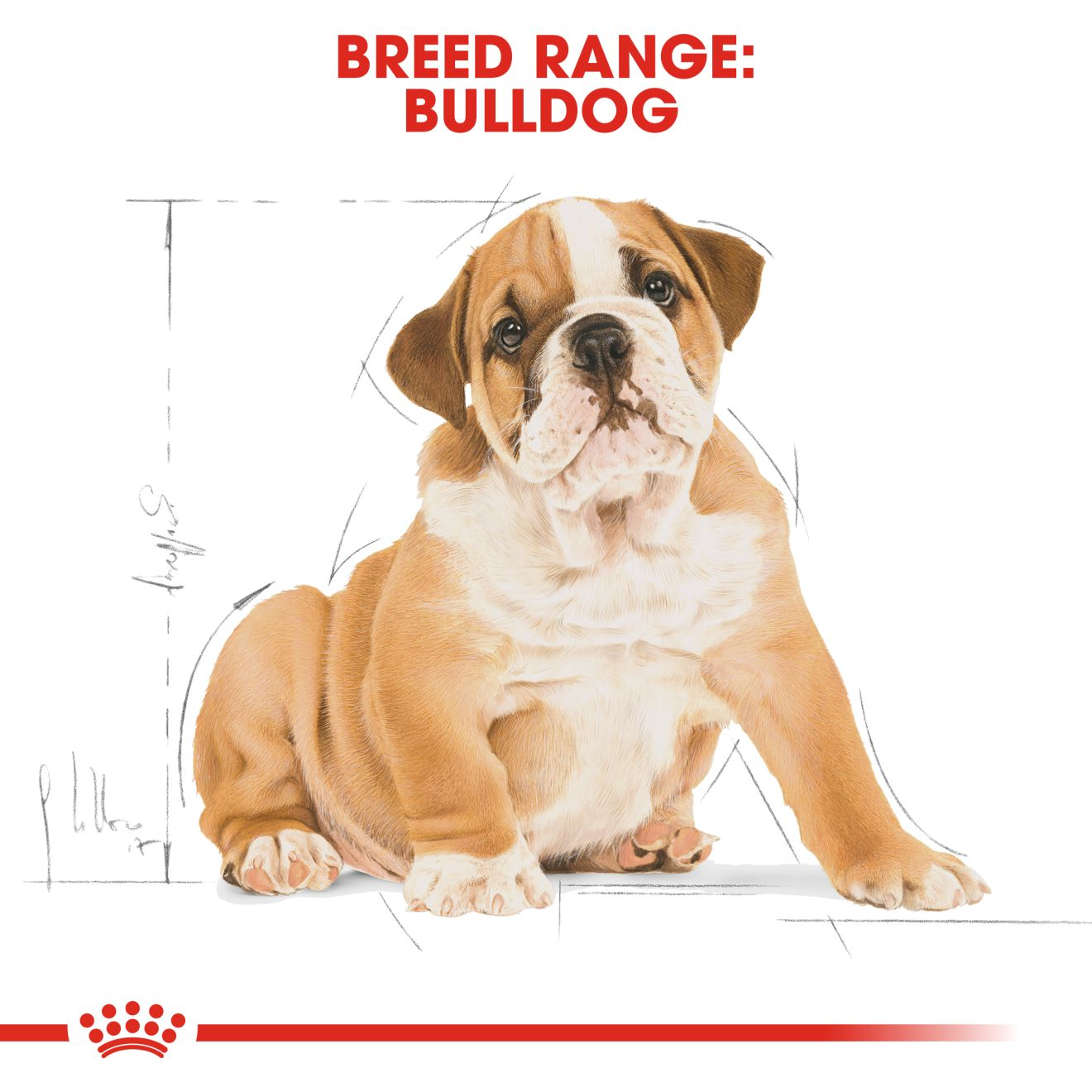 Royal canin dog food hotsell bulldog puppy