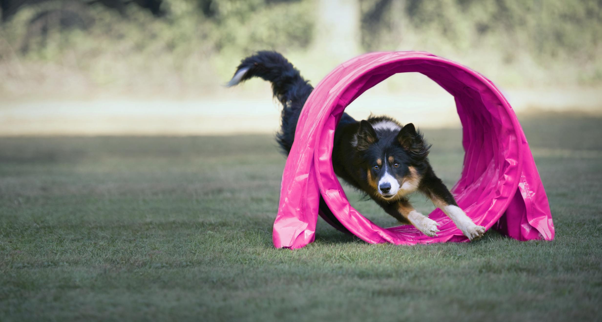 Perro pastor negro saliendo de un túnel de agility rosa