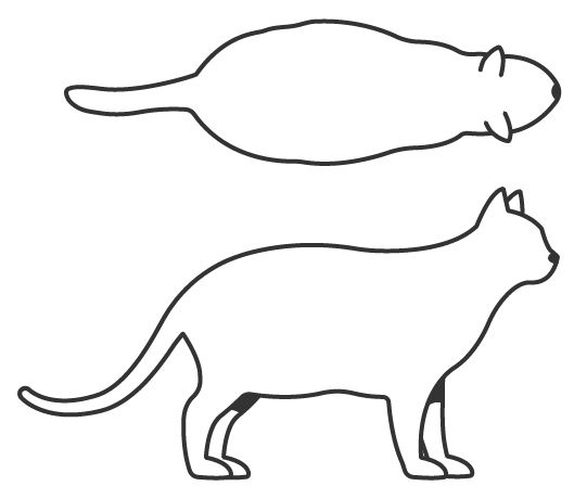 Illustration of a cat body condition score 8