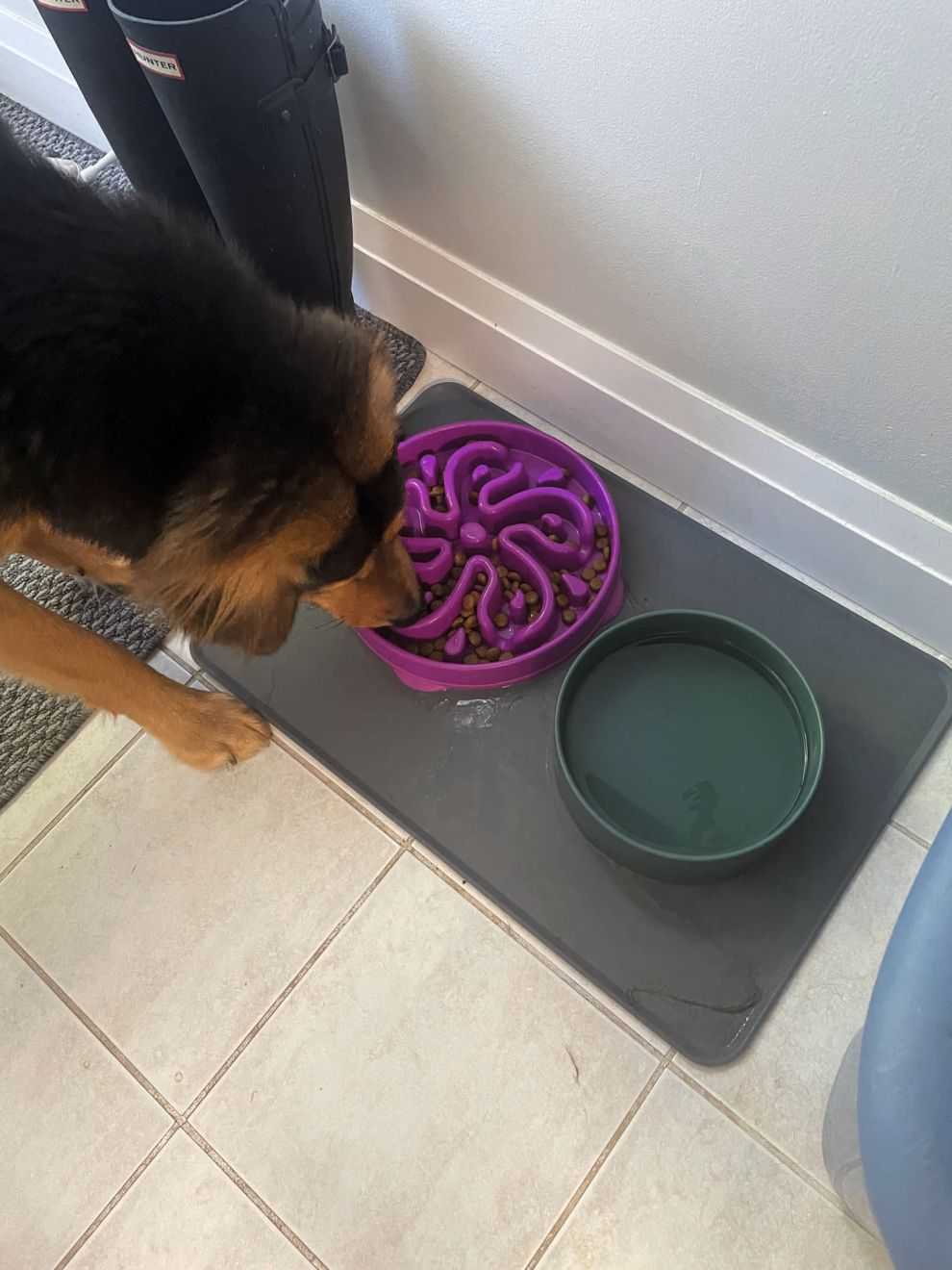 Рисунок 5. Для того, щоб Ремус повільніше зїдав зменшену порцію корму