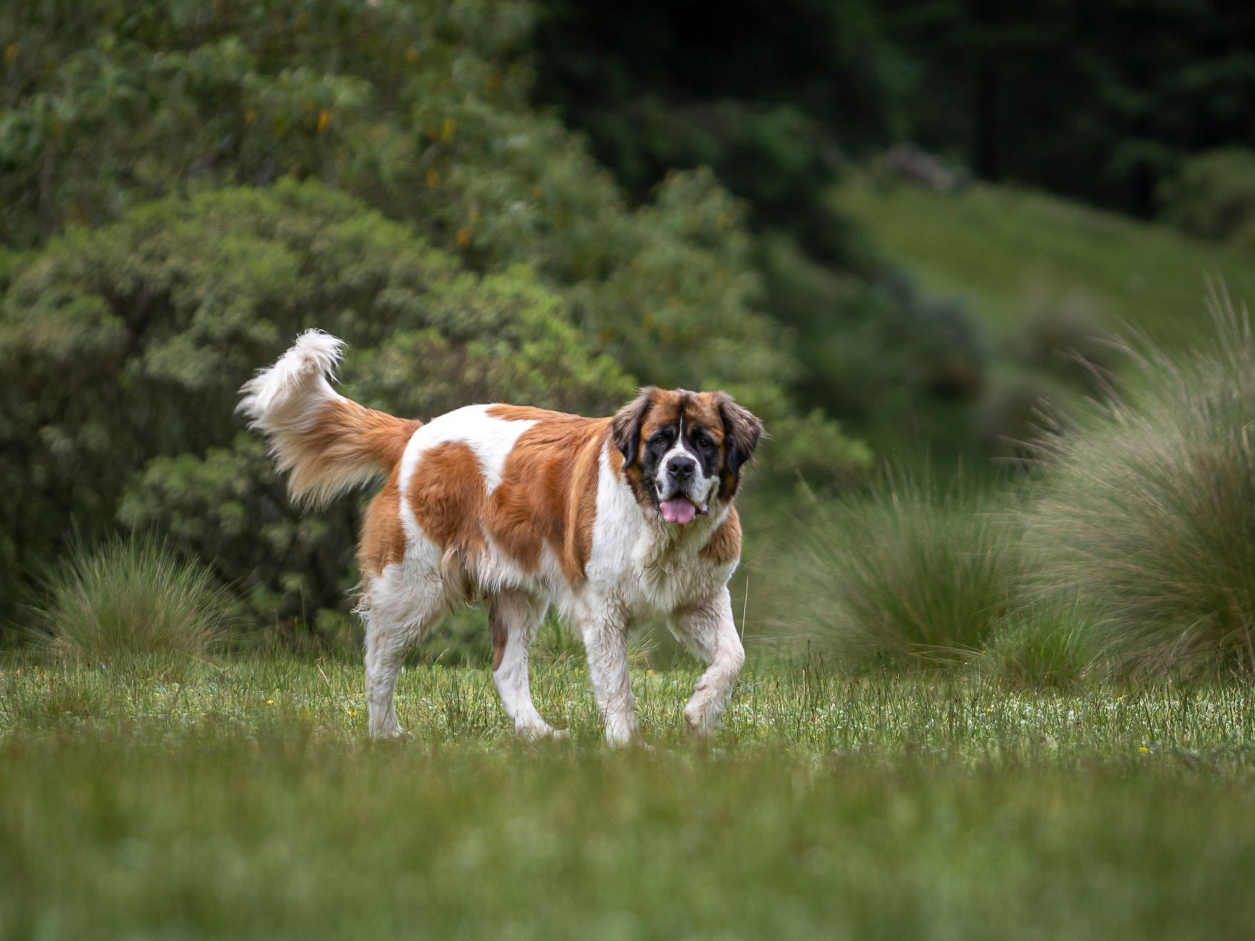 chien saint-bernard adulte devant un paysage de végétation naturelle