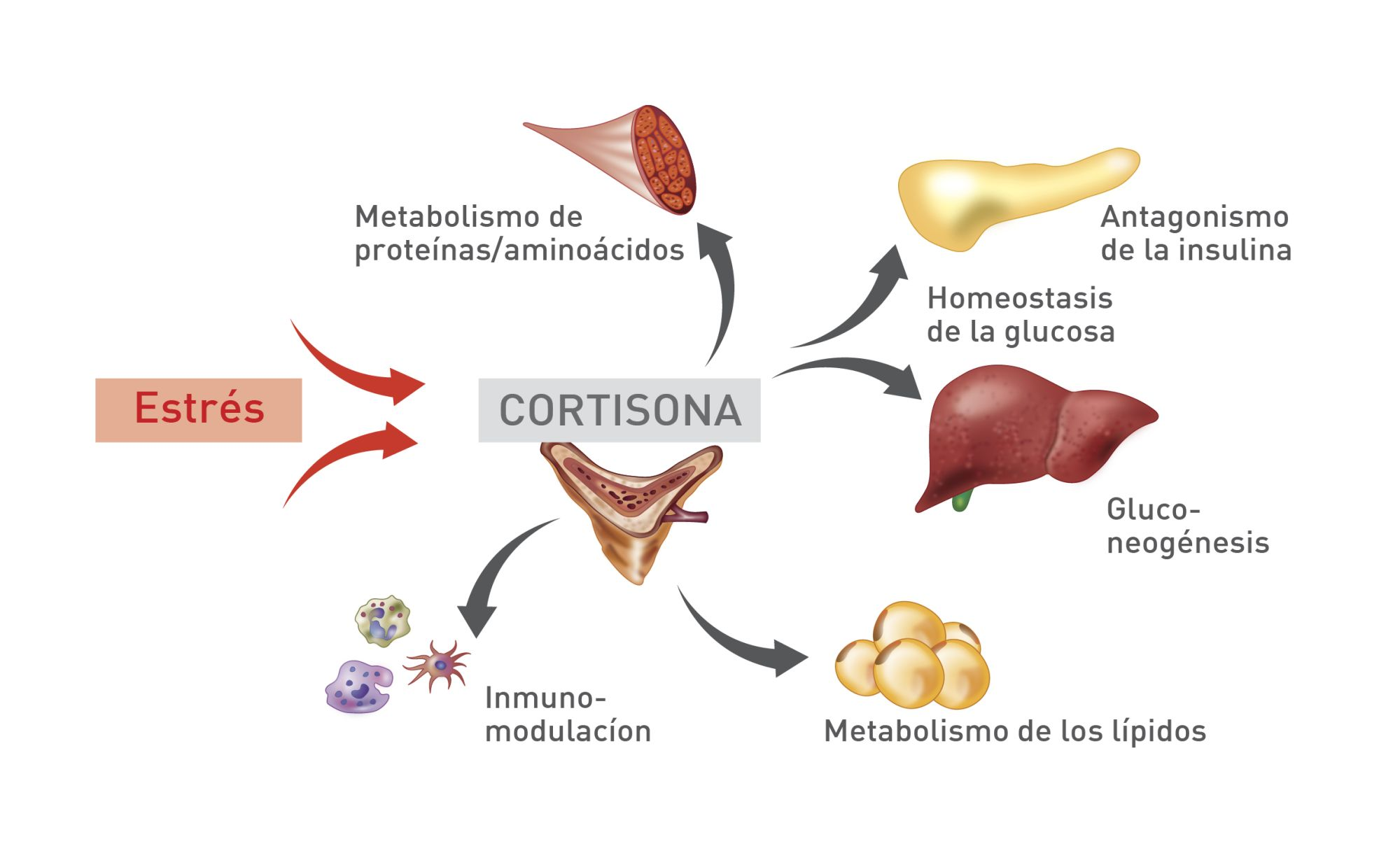 Efectos de los glucocorticoides endógenos (cortisona) en diferentes tejidos del organismo