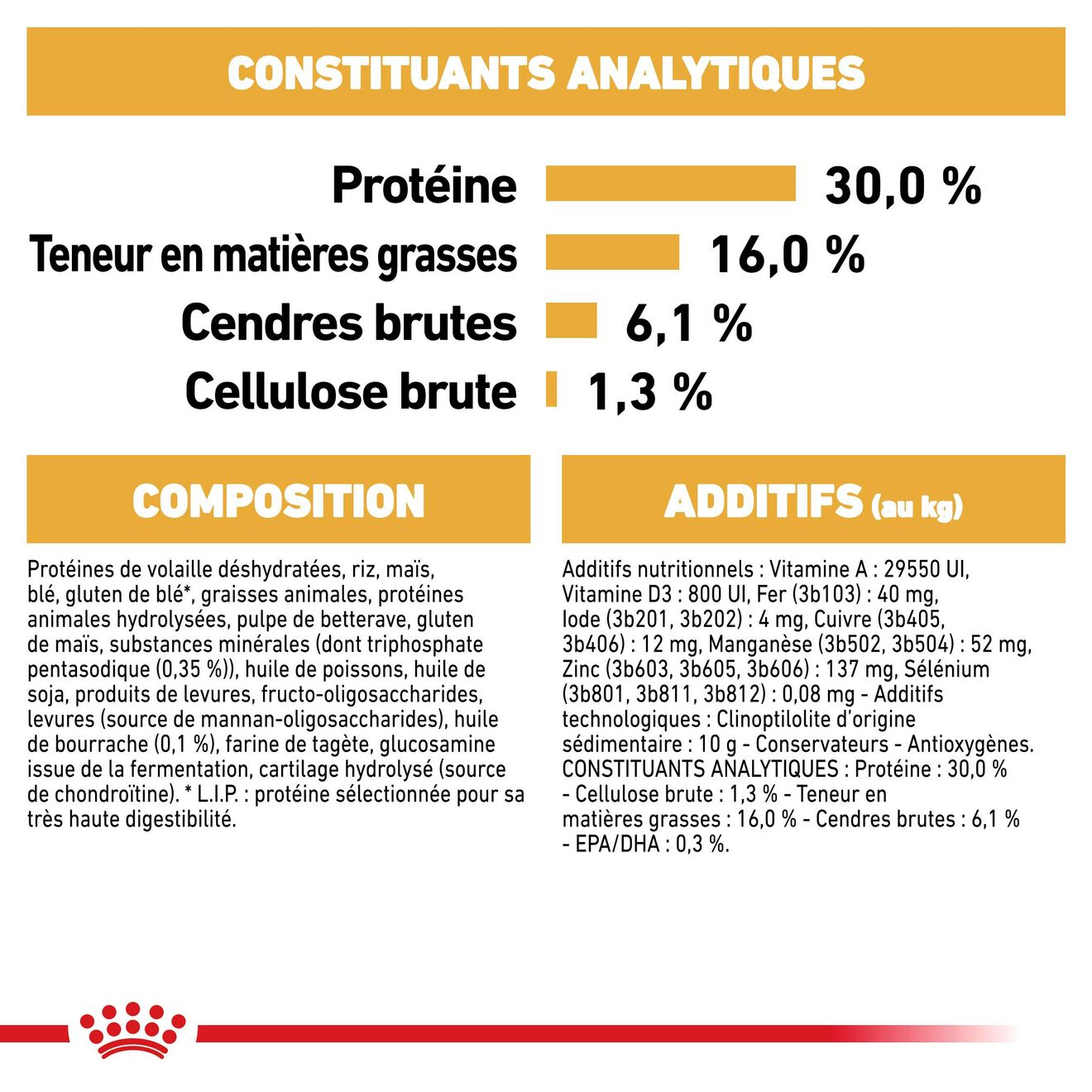 Jack Russell Terrier Adult