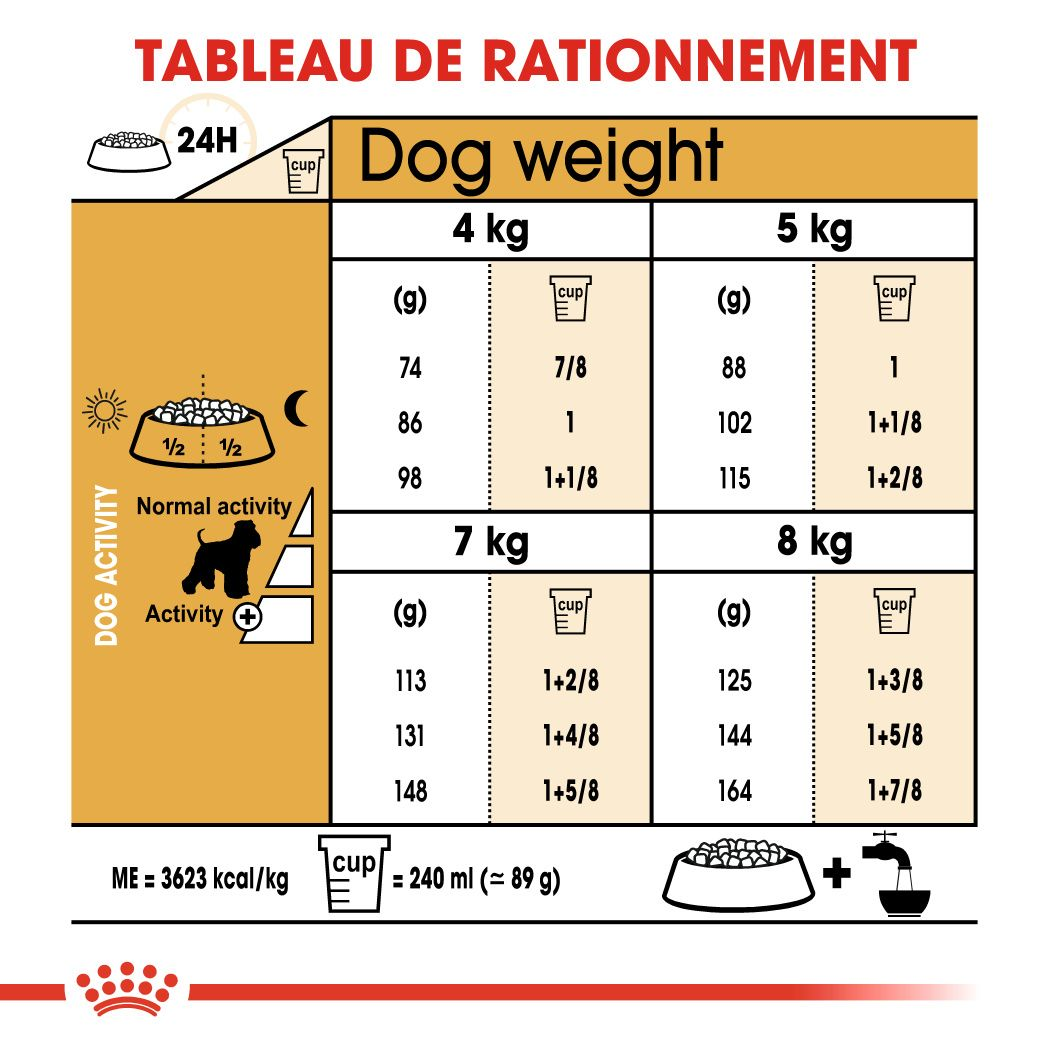 Schnauzer Nain Adulte