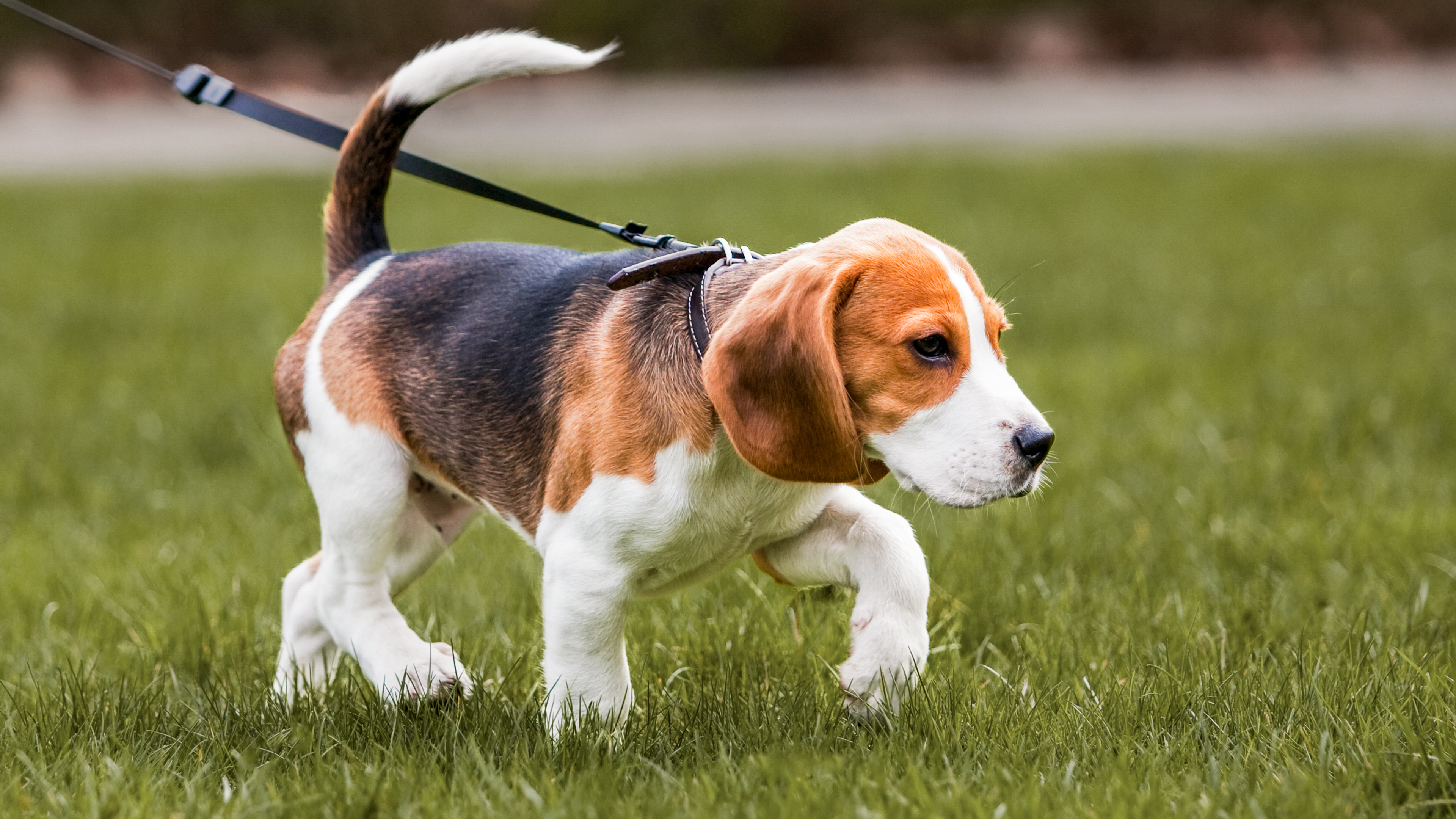 Beagle puppy walking on a lead outdoors