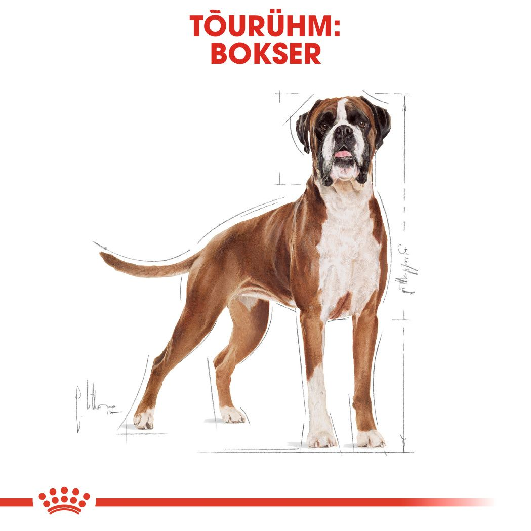 Royal Canin Boxer Adult kuivtoit