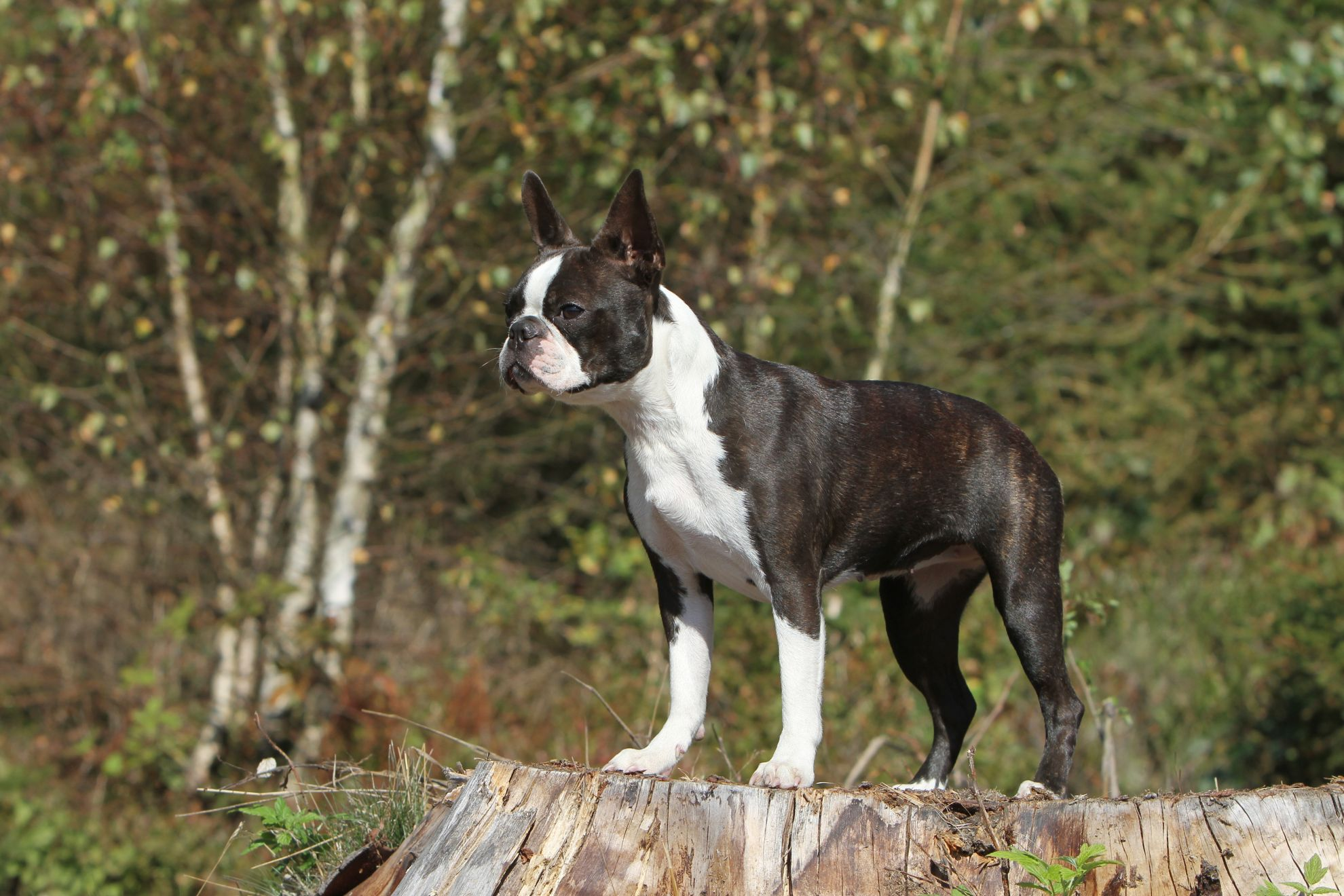 Boston Terrier standing on tree stump