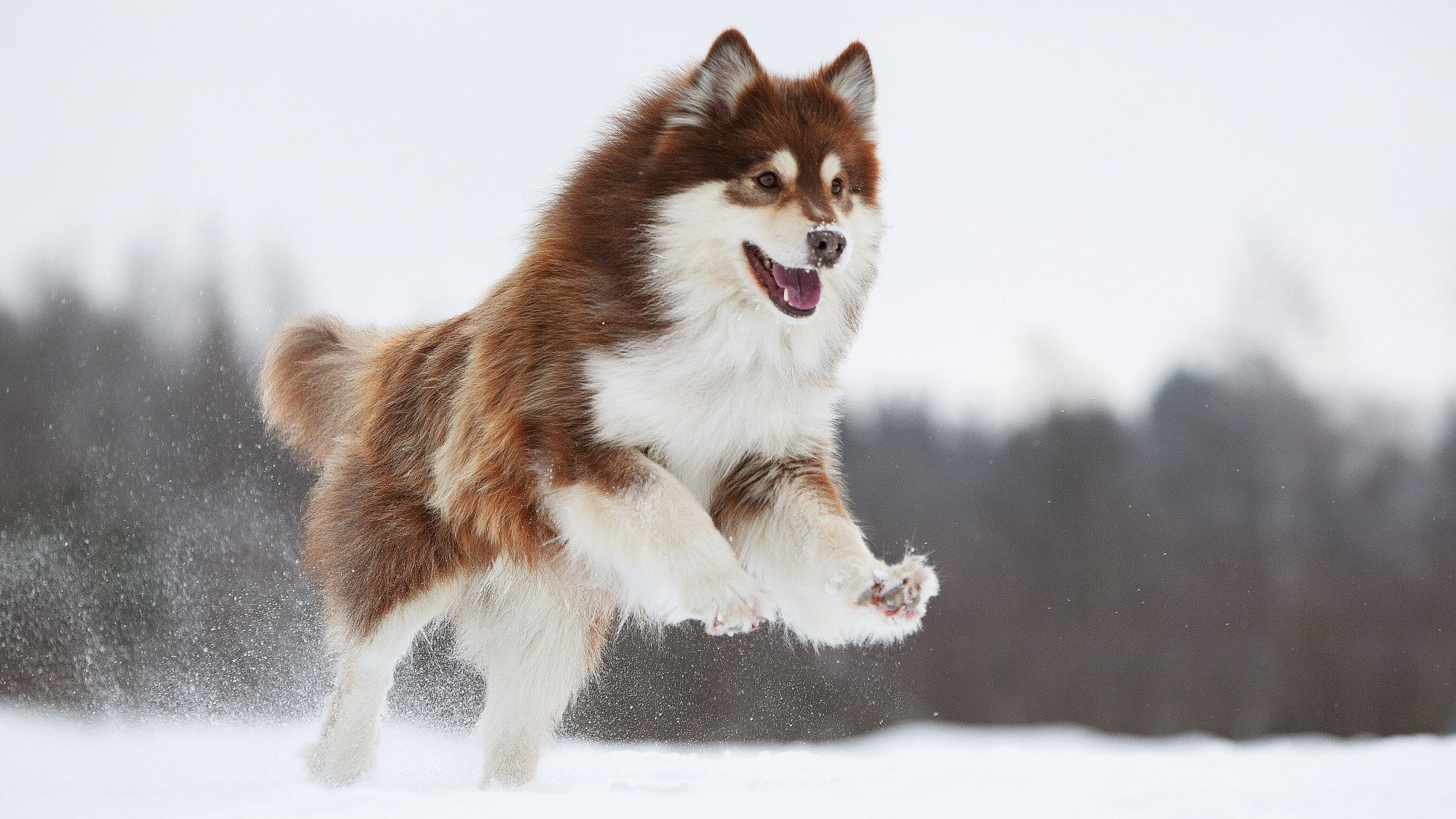 Brown Finnish Lapphund bounding over a snowy field